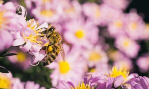 Agronomía - Jardinería - Apicultura